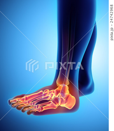 3D illustration of Foot Skeleton, medical concept. 24742968