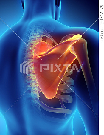 3D illustration of Scapula, medical concept. 24742979