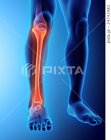 3D illustration of Tibia, medical concept. 24742981