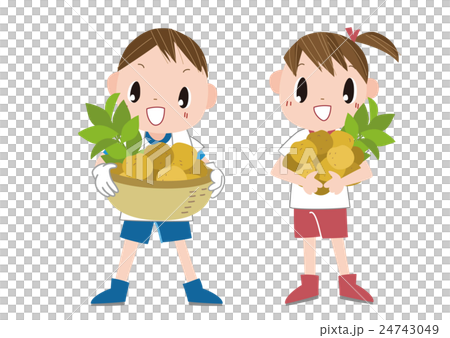 お芋掘り・じゃがいも 24743049