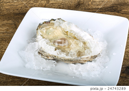 Fresh raw oyster 24743289