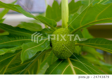 Breadfruit 24743879