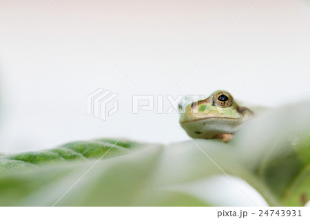 アマガエル 24743931