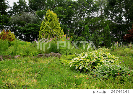 北海道　紫竹ガーデン 24744142