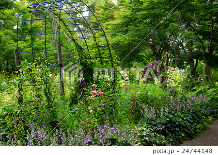 北海道　紫竹ガーデン 24744148