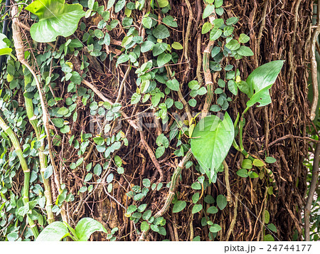 ivy on big tree in the park. 24744177