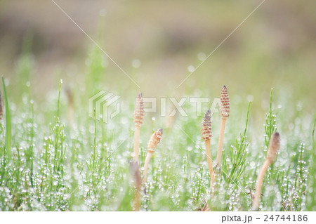 つくし つくし 24744186