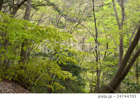 新緑のイヌブナ林　高尾山 24744705
