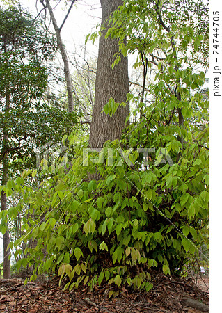 イヌブナ　ひこばえの若葉　高尾山 24744706