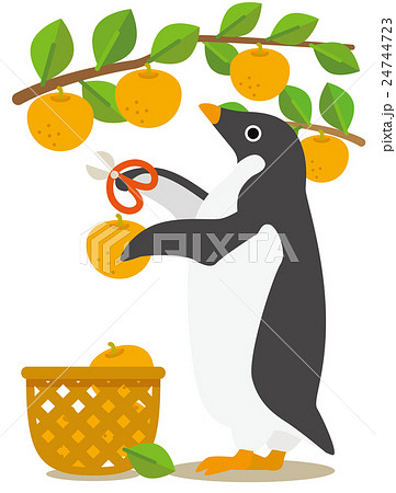 アデリーペンギンな日々　夏から秋へ梨狩りの季節 24744723