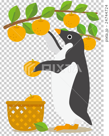アデリーペンギンな日々　夏から秋へ梨狩りの季節 24744724