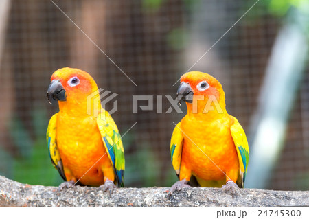 Lovely sun conure parrot birds on the perch 24745300