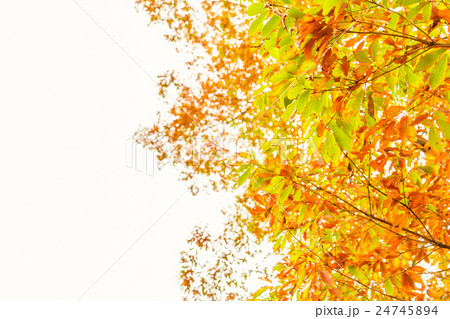 Beautiful Colorful Autumn Leaves Beautiful Colorful Autumn Leaves 24745894