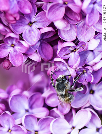 Macro image of spring lilac flower over soft abstr 24746227