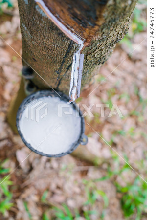 Milk of rubber tree flows into a bowl . Milk of rubber tree flows into a bowl . 24746773