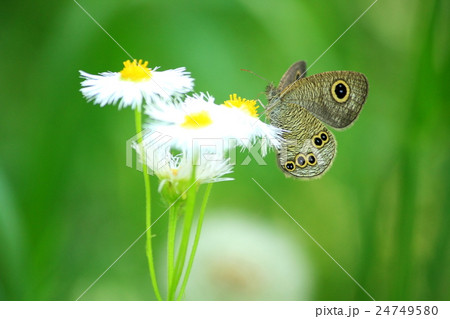 ヒメウラナミジャノメ ヒメウラナミジャノメ 24749580