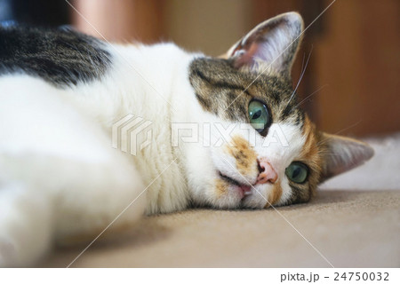 三毛猫 三毛猫 24750032
