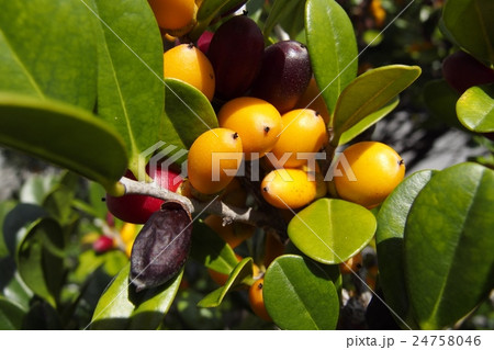 琉球黒檀の実 24758046