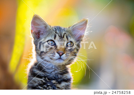 Portrait of dreaming little kitten 24758258