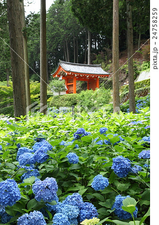 三室戸寺のアジサイ 24758259