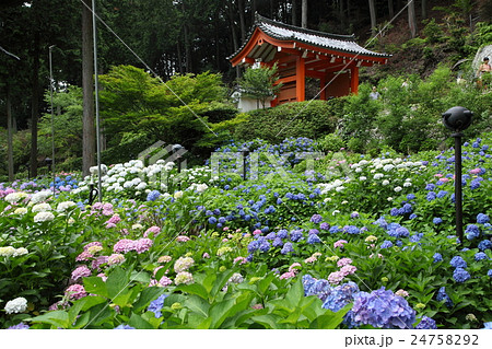 三室戸寺のアジサイ 24758292