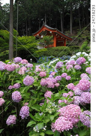 三室戸寺のアジサイ 三室戸寺のアジサイ 24758293