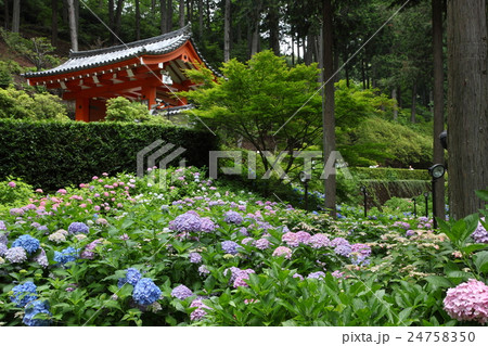 三室戸寺のアジサイ 24758350
