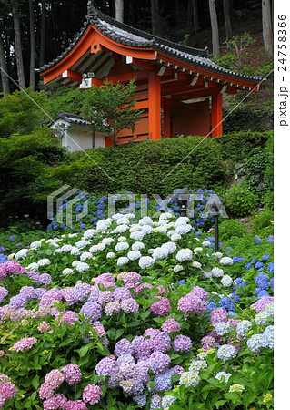 三室戸寺のアジサイ 24758366