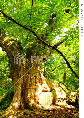 男池園地内の巨木 男池園地内の巨木 24758434