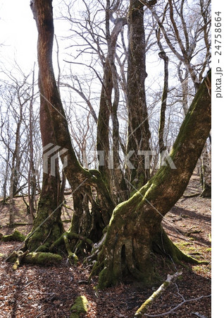 石棚山の古木 24758664