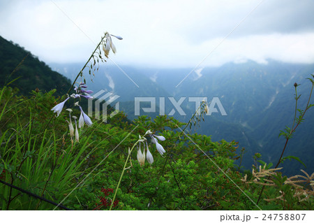 白馬五竜高山植物園　長野県 24758807