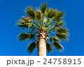 Looking up at palm tree 24758915