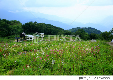 白馬五竜高山植物園　長野県 24758999