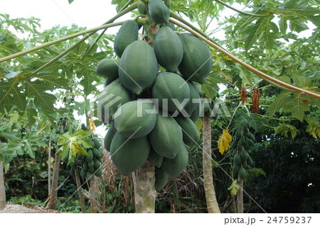パパイヤ パパイヤ 24759237