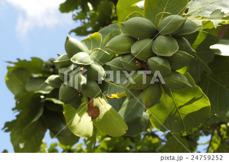 コバテイシの実 コバテイシの実 24759252