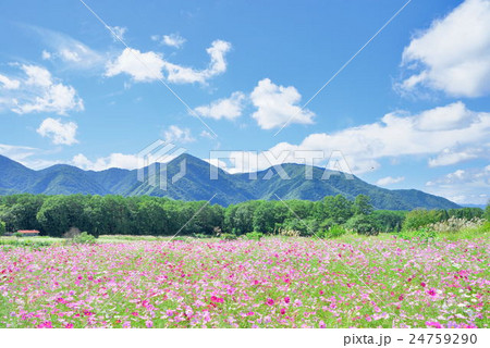 コスモス風景 24759290