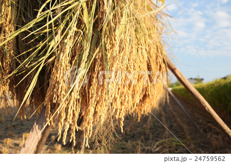秋の風景　稲の収穫 24759562