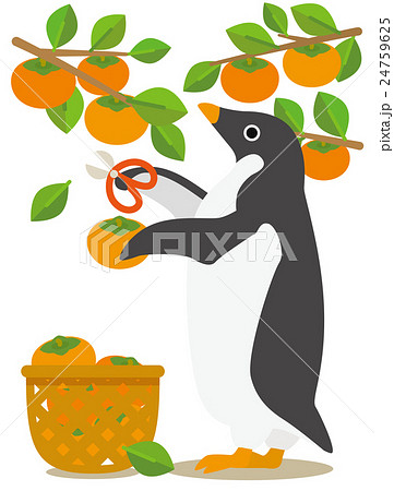 アデリーペンギンな日々　秋から冬へ柿の収穫 24759625