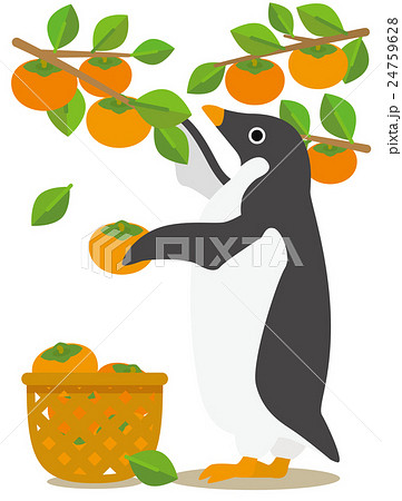 アデリーペンギンな日々　秋から冬へ柿の収穫 24759628