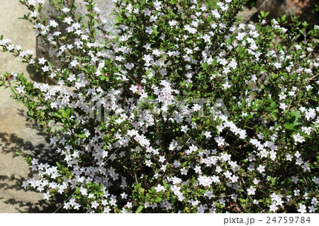 ハクチョウゲの花 24759784