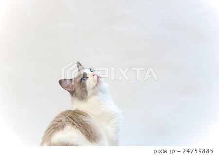 見上げる 24759885
