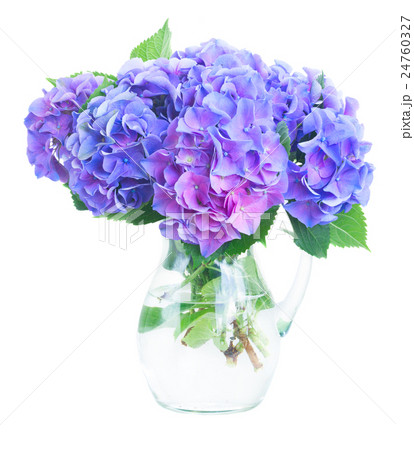 blue and violet hortensia flowers 24760327