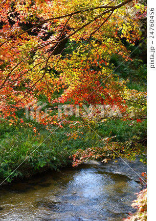 秋色 秋色 24760456