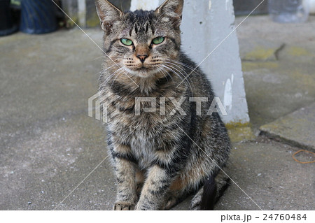 行儀のいい猫 24760484