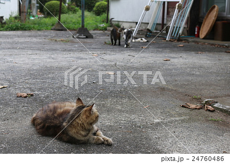子供たちが気になる… 子供たちが気になる… 24760486