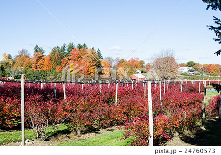 果樹園の秋 ブルーベリーの紅葉の写真素材