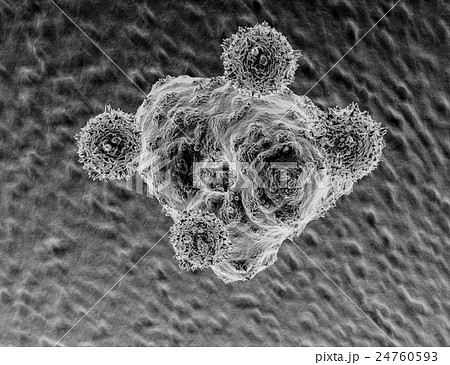 Nk細胞とがん細胞のイラスト素材 24760593 Pixta