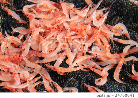桜エビの天日干し 24760641