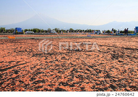 桜エビの天日干し 24760642