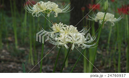 白色の彼岸花 24760937